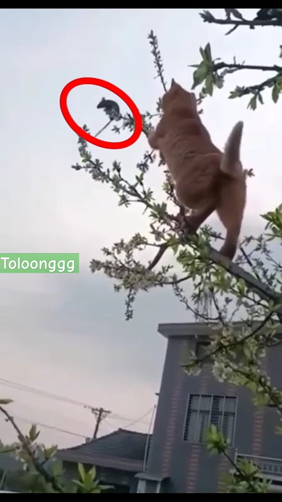 Tikus dikejar kucing sampai di ujung pohon #cat #funny #catlover #cute #pets #ngakak