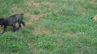 Cane Corso Puppies For Sale