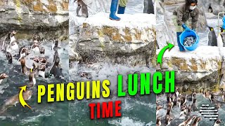 Lady Throwing Fish During Penguins Lunch Time