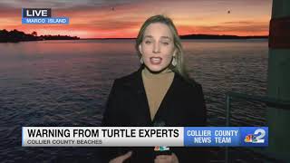 Experts are seeing an increase in stranded turtles in Collier County