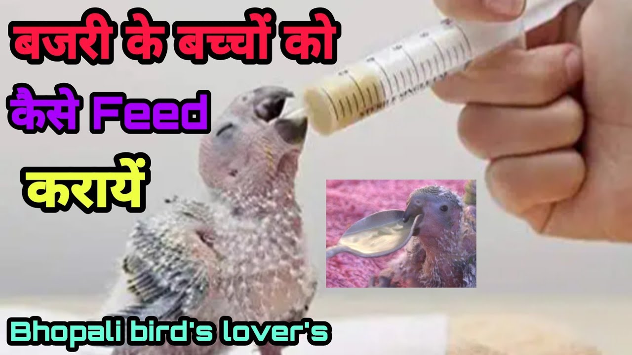 Budgie's ke chicks ko feed//बजरी के बच्चे को हाथ से कैसे कहना खिलायें//Bhopali Bird's Lover's