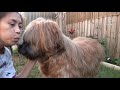 Portia the briard and the chickens の動画、YouTube動画。