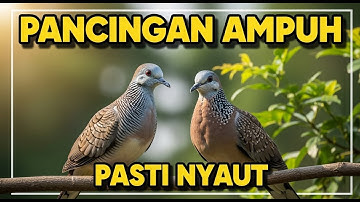 BIKIN EMOSI, PANCINGAN PERKUTUT BANGKOK PALING AMPUH ‼️ LANGSUNG BIKIN PERKUTUT GACOR