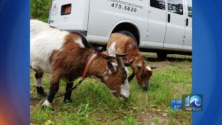 More than 80 animals seized from home in Wanchese