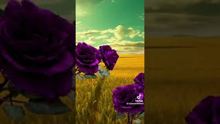 Senin Için Yanarım Ben