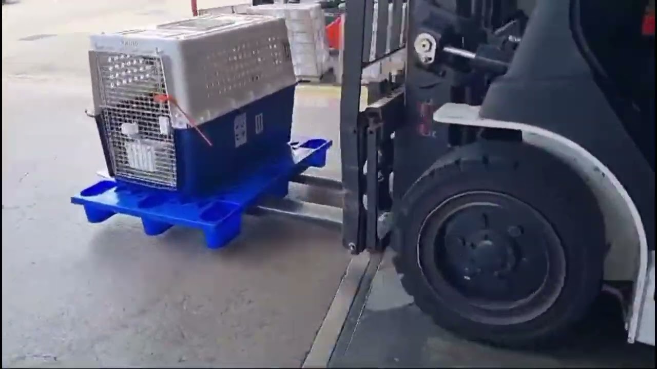 Airport Cargo Sounds for Dog in Crate about to board Plane