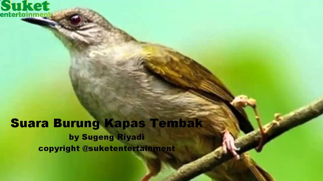 Download Suara Burung Kapas Tembak mp311