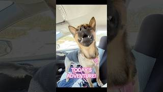 Today we went on a short hike and then to Pet Supplies Plus to see my friends! It was a great day!