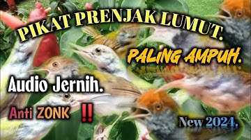 Terbaru 2024  ‼️ Suara Pikat Burung PRENJAK LUMUT Ribut Paling Ampuh.