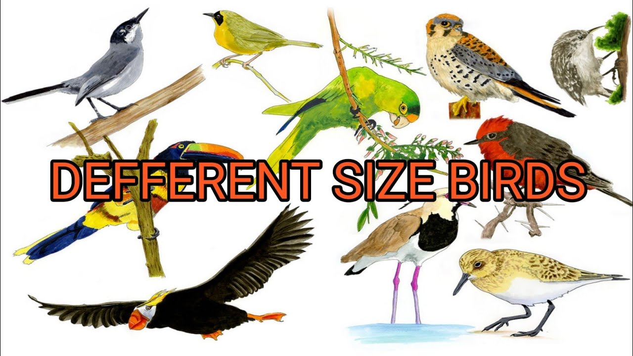 Birds Size 3d Comparison || Giant Flightless Birds || @Data About1