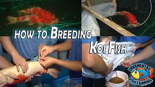 How to Breed Koi Carp Fish and Take Care of Baby Koi - Japanese koi Fish Farm
