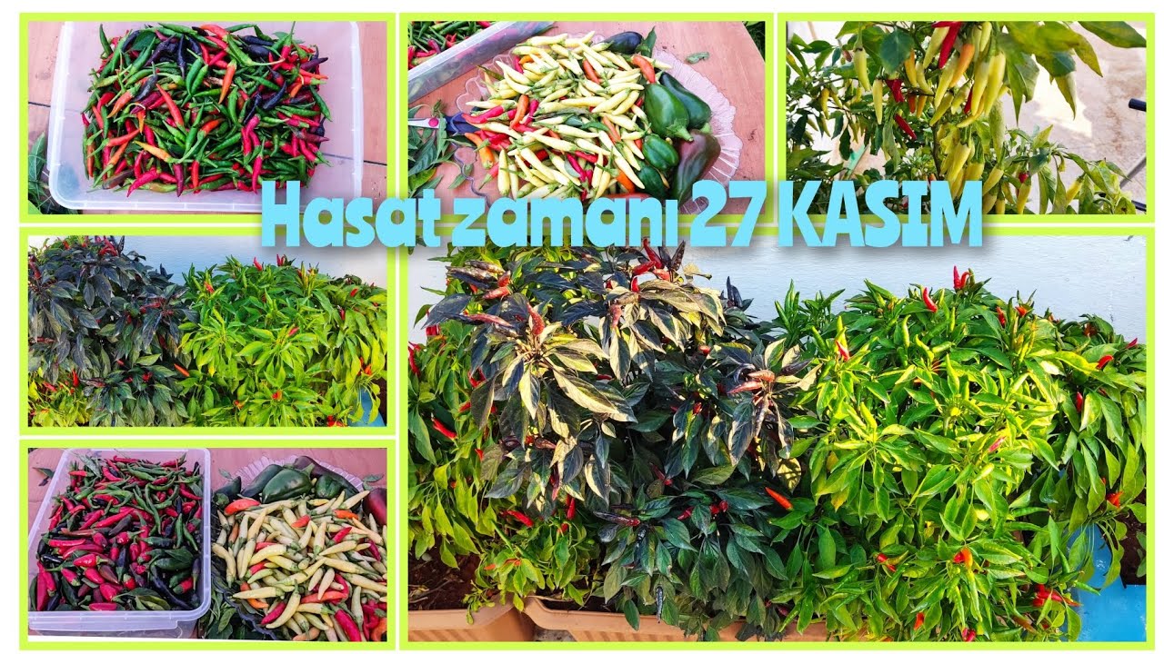 KASIM AYINDA BİBER HASADI KIŞA KADAR BİBER NASIL YETİŞTİRİLİR BOL BİBER VERİMİ NASIL ALINIR 