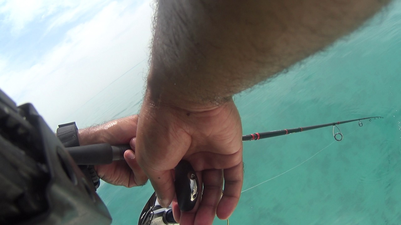 Barracuda on lures (Casting)