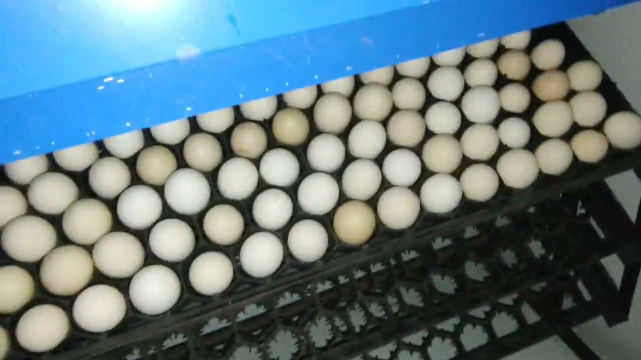 আজকে সেটার থেকে আমাদের ডিম হ্যাচারে নামালাম 🐣