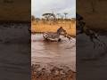 Zebra fights off wild dog 🦓🐕얼룩말이 들개를 물리치다 🦓🐕シマウマがリカオンを撃退する 🦓🐕