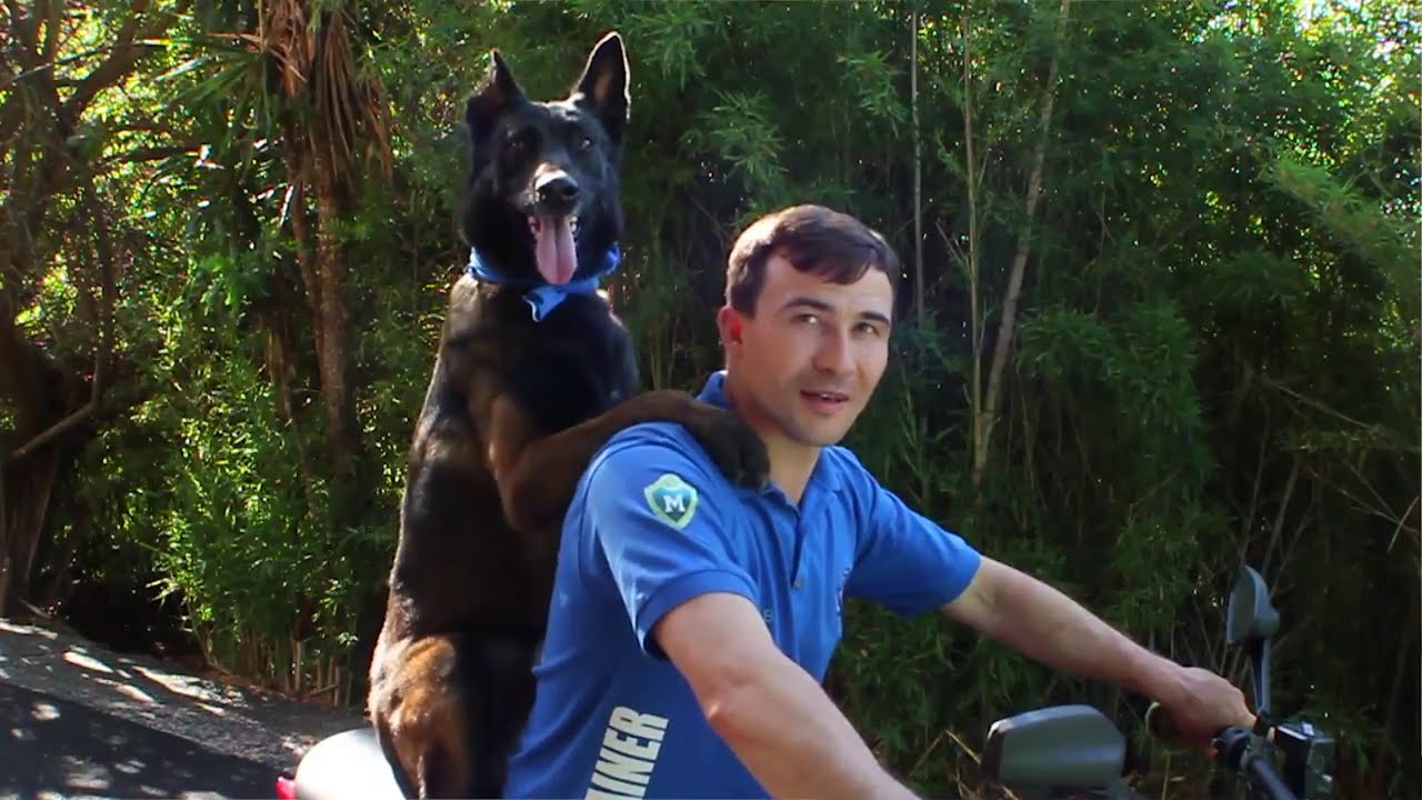 Professional Dog Training