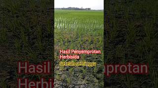 Hasil Penyemprotan Herbisida Vulgar plus Nugrass Memuaskan #rumput #rumputgrinting #rumputdaunlebar