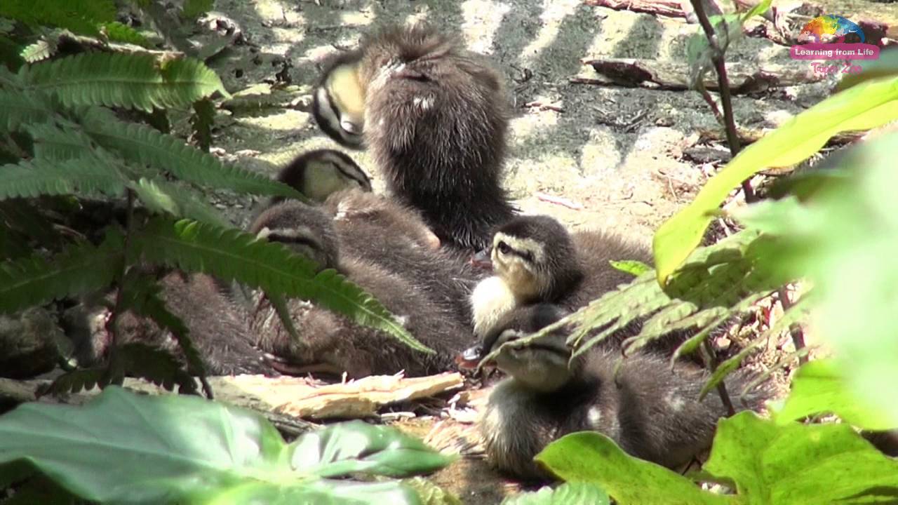 Newborn Wood Duck Chicks YouTube newborn-wood-duck-chicks-youtube