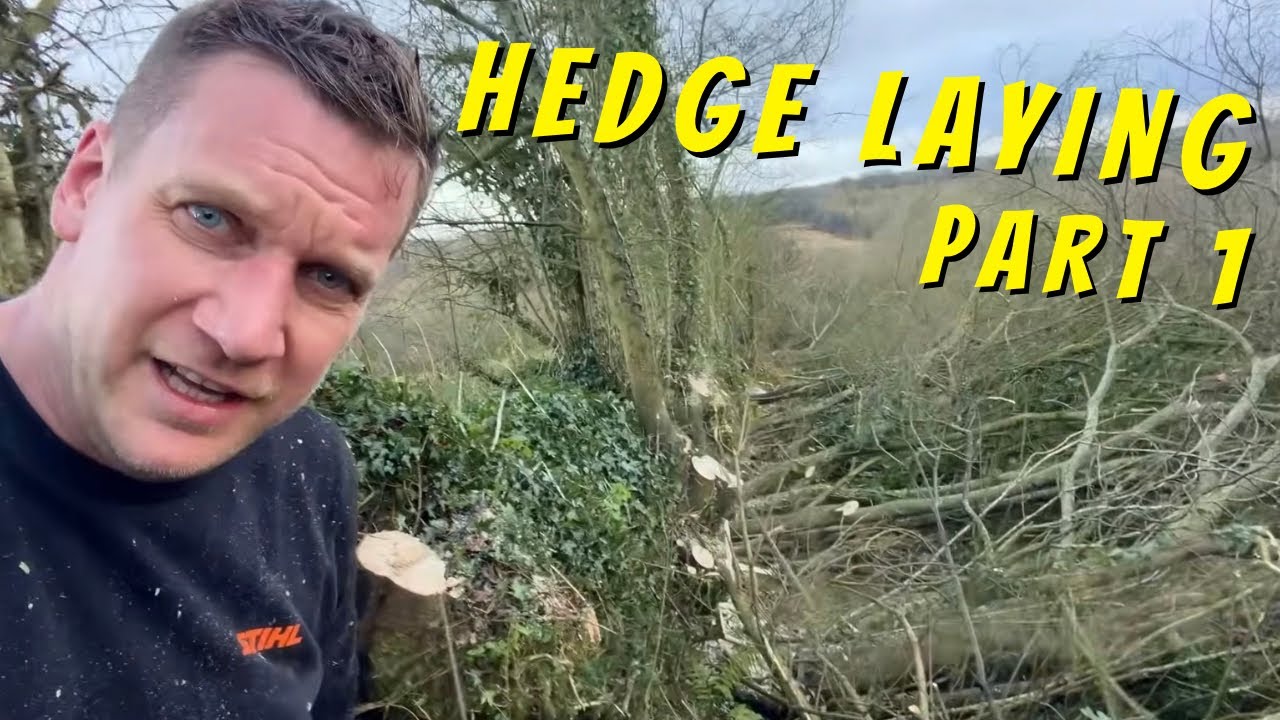 Укладка живой изгороди — вырубка и обшивка!