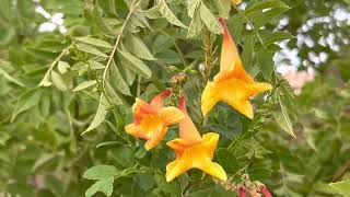 AZ Plant Reviews: Orange Jubilee (Tecoma Stans 'Orange Jubilee')