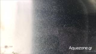 Paramecium Caudatum live fish food culture - www.Aquazone.gr