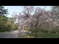 【4K】Kyoto sakura