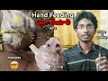 Proper Way of Hand Feeding | Don't Make these Mistakes #handfeeding #cocktail #cockatiel #training