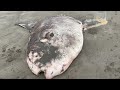 Rare giant fish washes up on Sonoma Coast