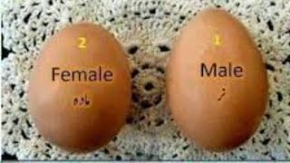 Gender of an egg!!!