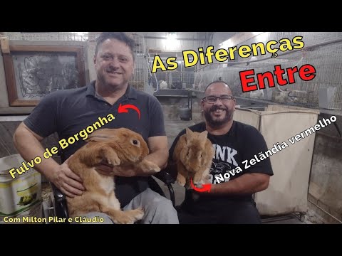 Vídeo: Coelho siberiano