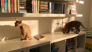 Devon Rex Cat :: 'Not touching my bird encyclopedia!!!'