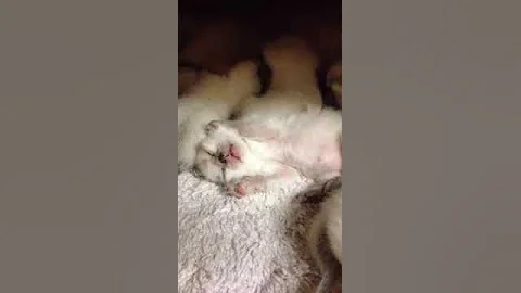 Watch the video about Traditional Siamese Kitten newborns (v1)