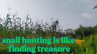 Rice Fields Full of Snails, The Excitement of Hunting for Natural Treasures