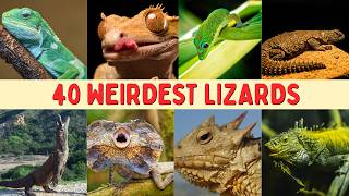 40 Weirdest Lizards You Won’t Believe Exist
