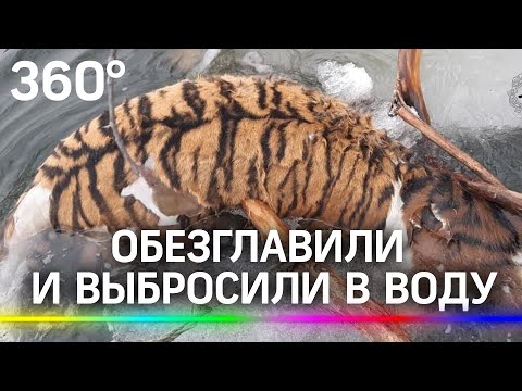 Обезглавили амурского тигра и выбросили тело в воду. Откуда такая жестокость?