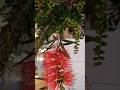 Bottlebrush Plants ❤️Romania 🇷🇴#beautifulflowers #nature #garden #gardening #shorts