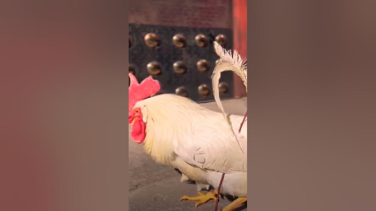 Cute Dog and Rooster playing Together Funny Dubbing Cute and