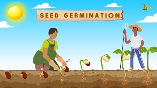 Factors Affecting Germination. How Seeds Sprout 🌱 | Science Explained #logicbloom #germinatingseeds