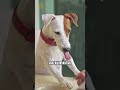 ¿Qué hacer si tú perro tiene alergia alimentaria?