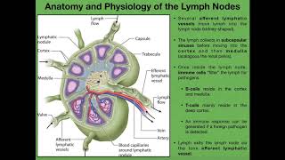 Anatomy & Physiology of Lymph Nodes