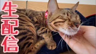 【生配信12/20】M1中ではありますがあえて猫でも見ませんか？生配信