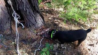 Train Jagdterrier to blood trail a deer / Обучение ягдтерьера по кровяному следу Train Jagdterrier to blood trail a deer / Обучение ягдтерьера по кровяному следу