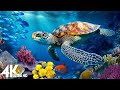[NEW] 11HR Stunning 4K Underwater footage - Rare &amp; Colorful Sea Life Video - Relaxing Sleep Music