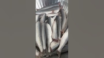 Fresh Sardine Fish |Heart healthy omega-3 fatty acids, calcium, vit D, vit B12| #Shorts|Cool Places