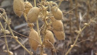 Montana Ag Network: Pulse crops giving farmers new opportunities