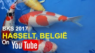 BELGIAN KOI SHOW 2017 | Hasselt, België