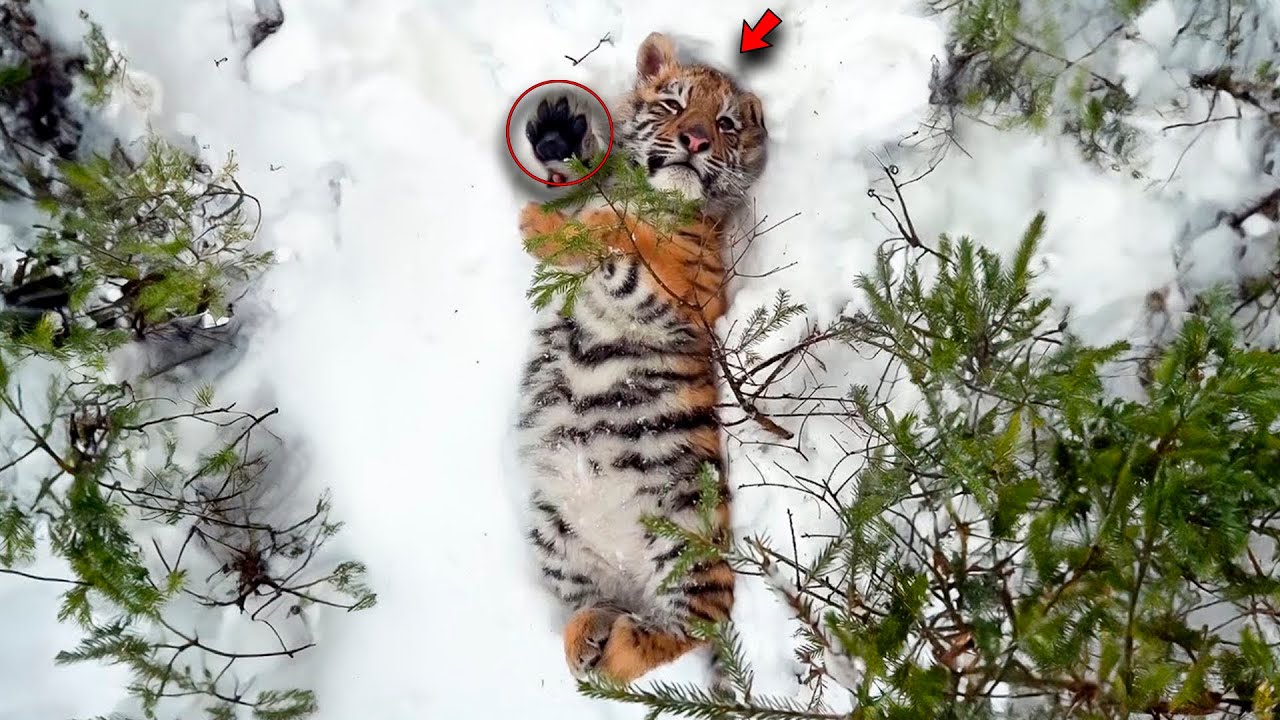 A Man Saved A Tiger Cub Abandoned In The Snow, Raised It, And Then ...