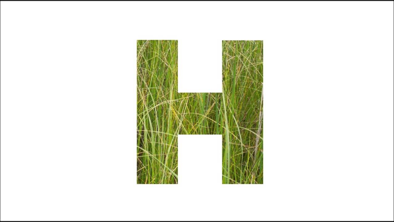 Heidi for President - Bear and beauty