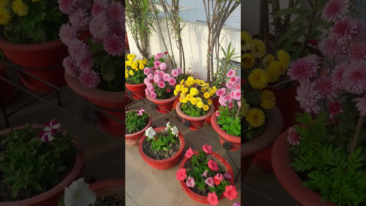 Happy New Year 💐💐To All Lovely Blooms Of 2023🌸🌼🏵