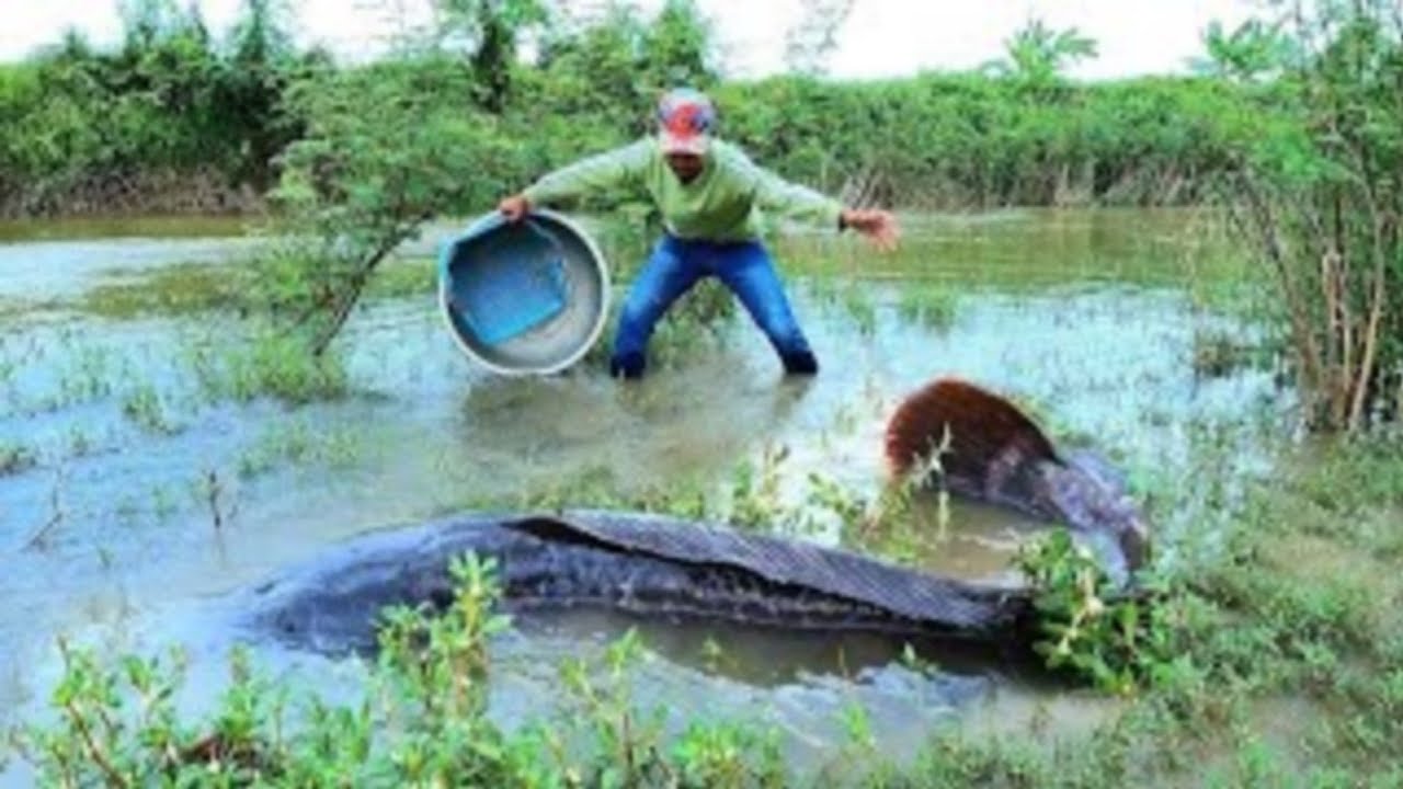 OMG  ! Catching fish with gear in the flowing waters during the flood season is abundant.